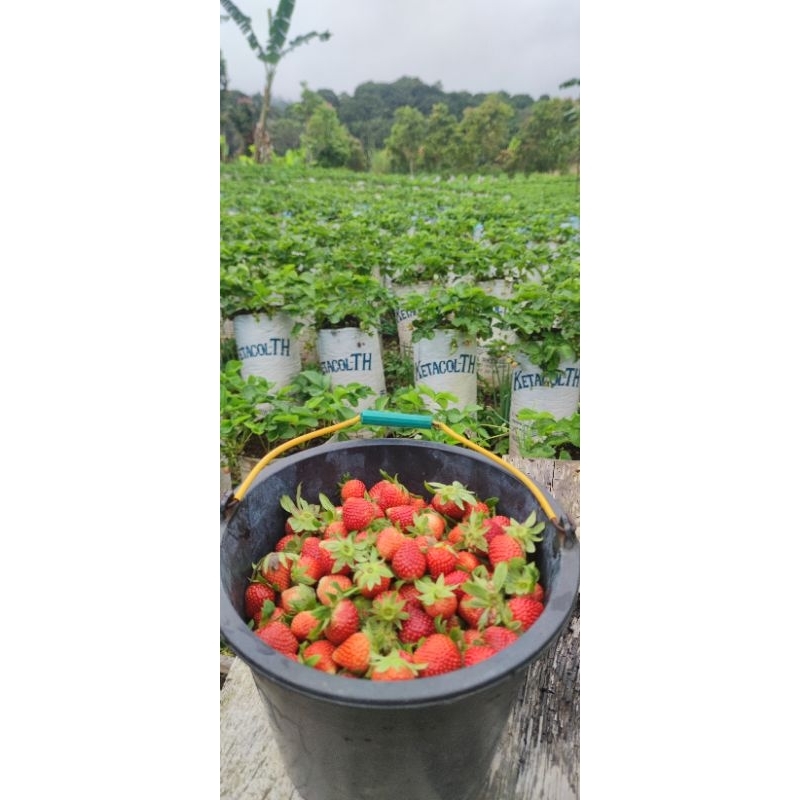 

Strawberry fresh langsung dari perkebunanannya