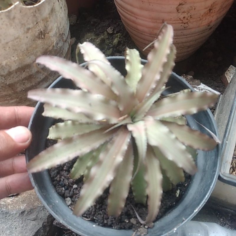 bromelia mini hiasan paludarium terrarium