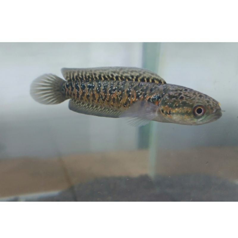 

stiker chana asiatica single tank flaring tangan