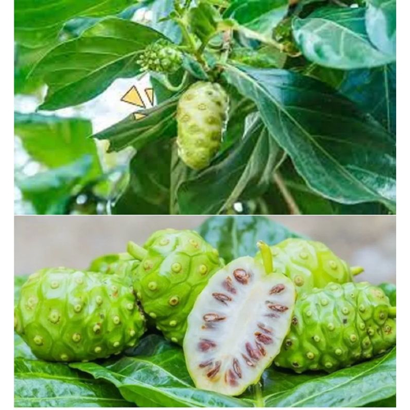 

Buah mengkudu masih freshh buat obat herbal 500 gram