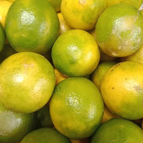 

Jeruk Lemon Jeruk Segar 1 Kg