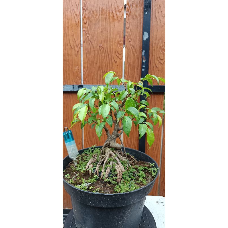 beringin arjuna bonsai beringin arjuna