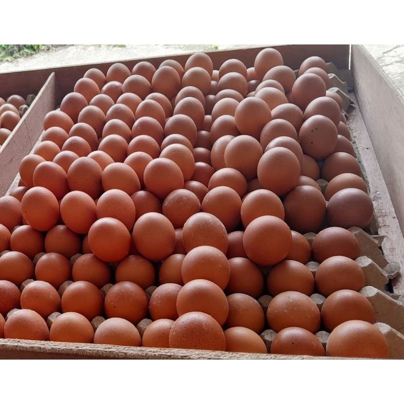 

TELUR AYAM COKLAT TERANG LOKAL GRADE A 1KG