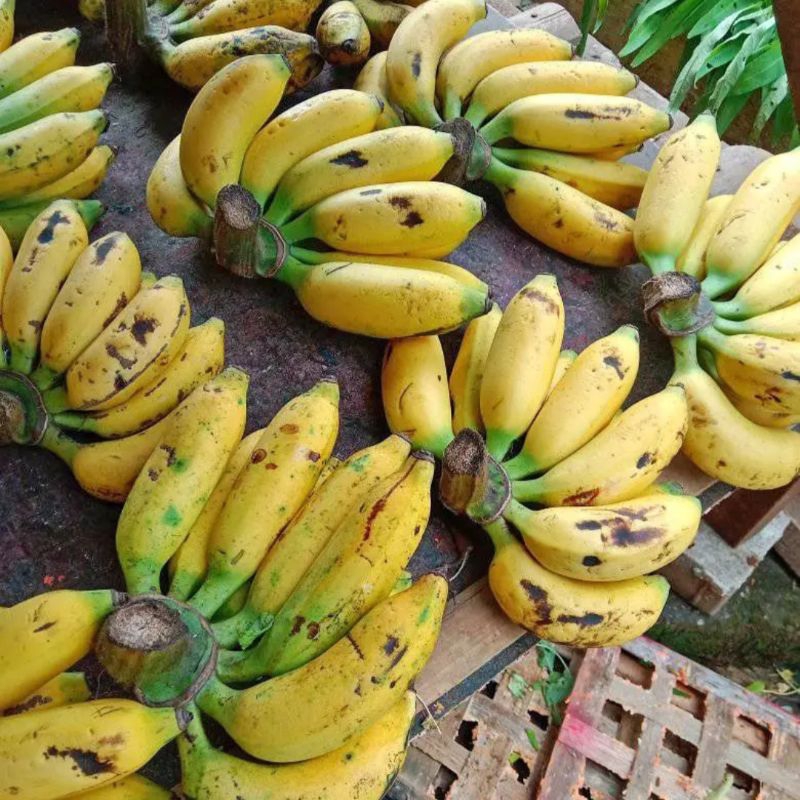 

PISANG ULI SATU SISIR
