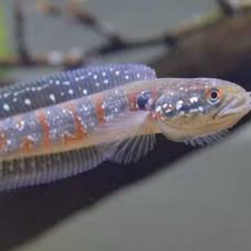 hiasan aquarium beby ikan chana red pulcra grade A++ uk 3-5cm