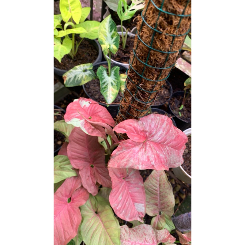 Syngonium pink candy