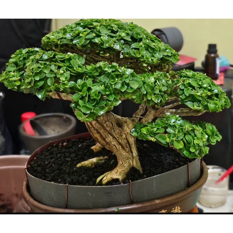 Bonsai Sancang Mame /Rimbun/Siap Pajang dan Kontes
