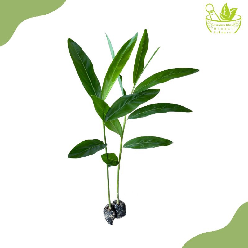 Tanaman Lengkuas/Bibit Tanaman Lengkuas Laos