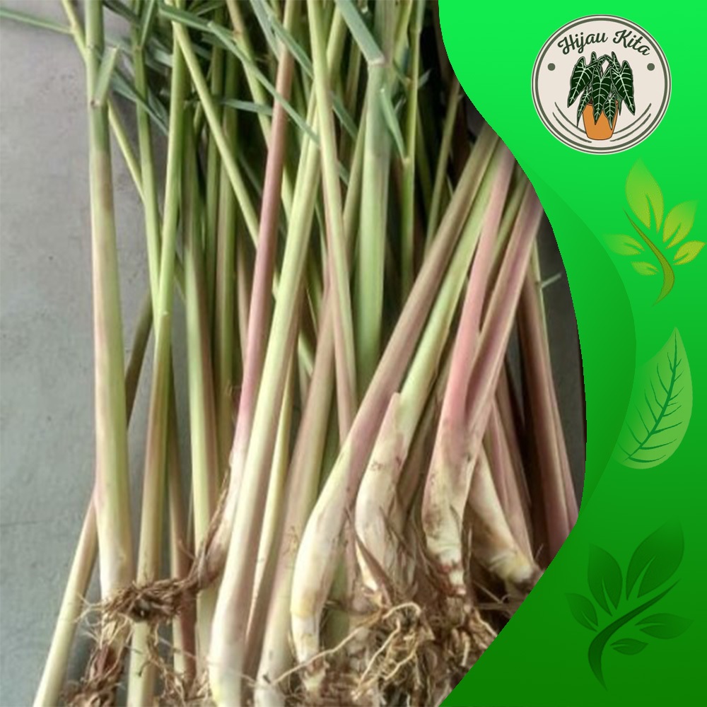 

Serai Sereh Wangi Segar 1 kg / Serei Fresh / Sere