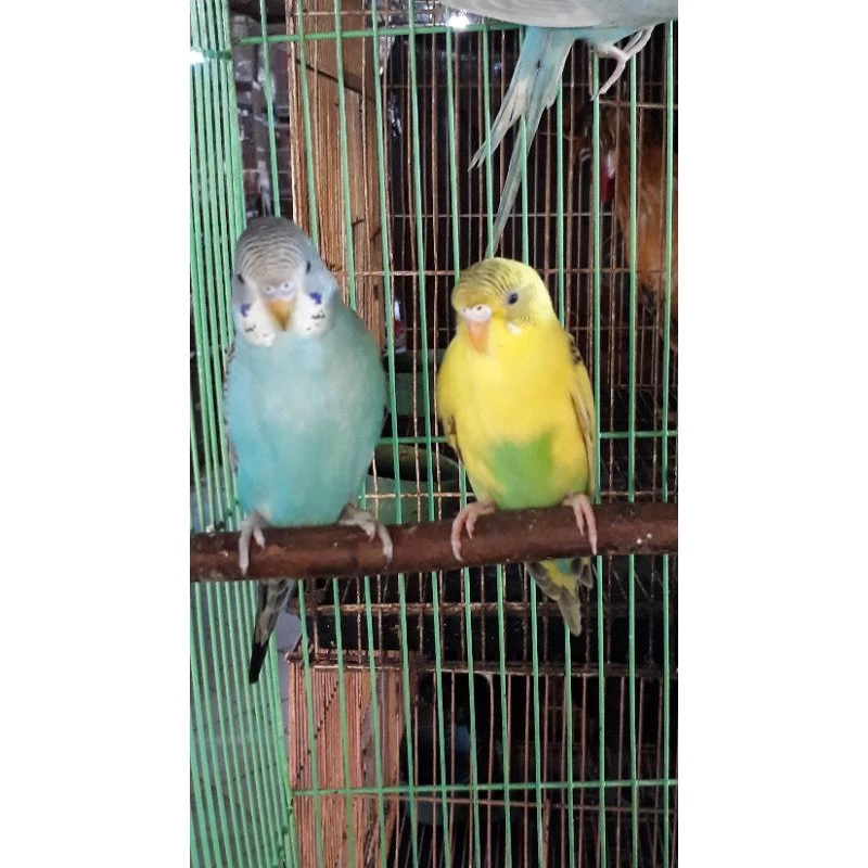 RB Burung Parkit Lokal Dewasa Siap Ternak Pilihan Body Big Sepasang/Satuan