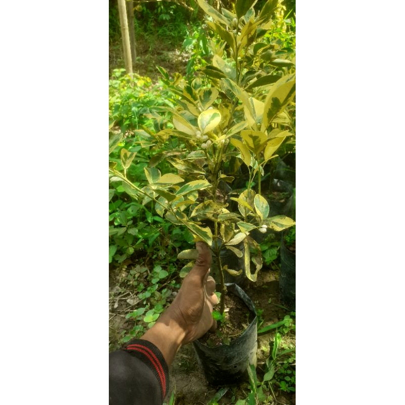 

Jeruk sambal farigata