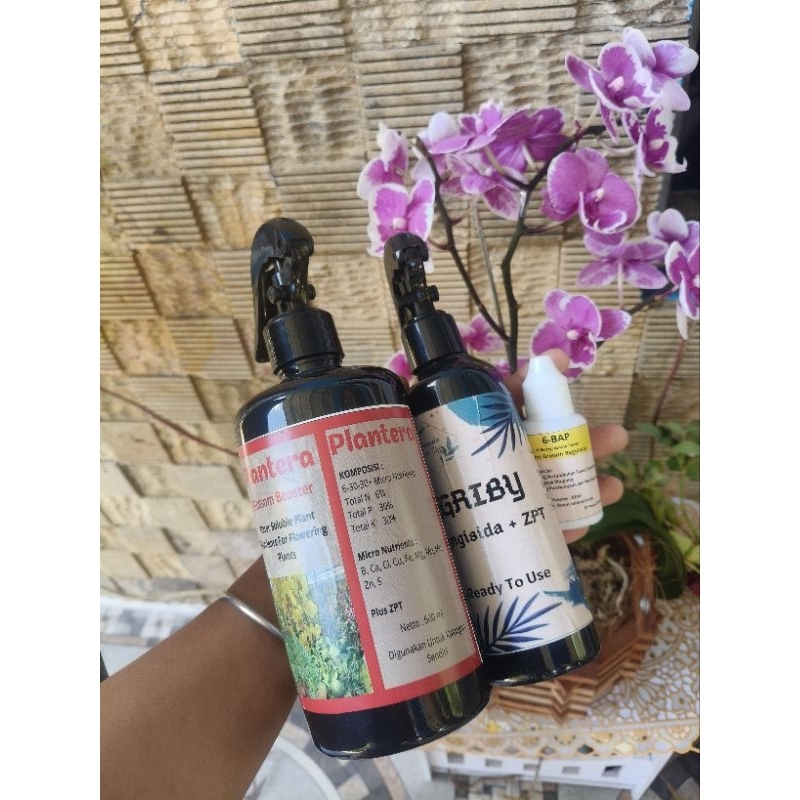 platera paket perawatan anggrek nutrisi anggrek perangsang anggrek/ 6bap / gribby fungisida