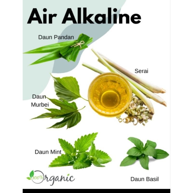 

bahan detox air alkaline daun murbei basil mint pandan