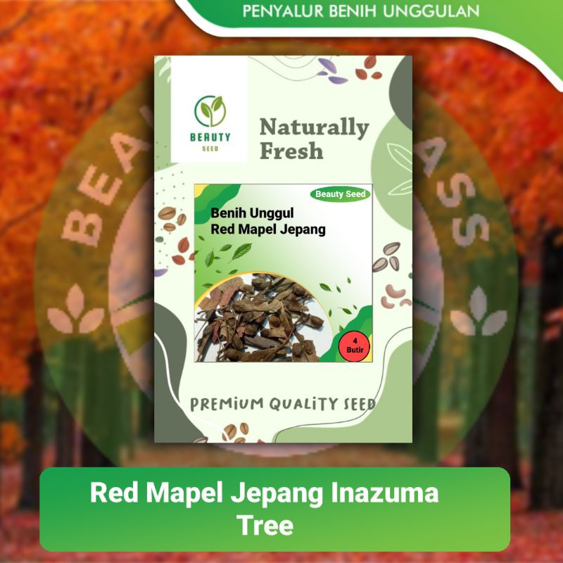 Bibit Maple Jepang Inazuma Tree - Red Maple Pohon Maple Unik - Red Maple 4 Butir