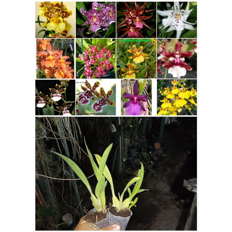 promo paketan anggrek oncidium dapat 6 plant