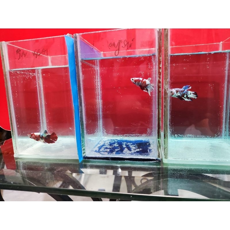 ikan cupang plakat Barongsai