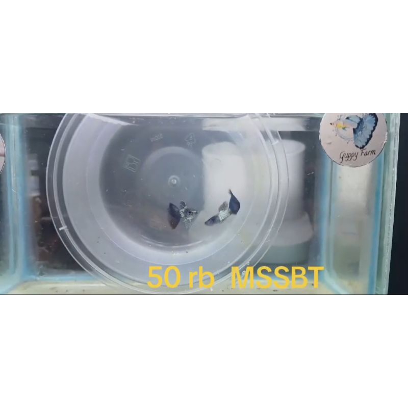 guppy MSSBT