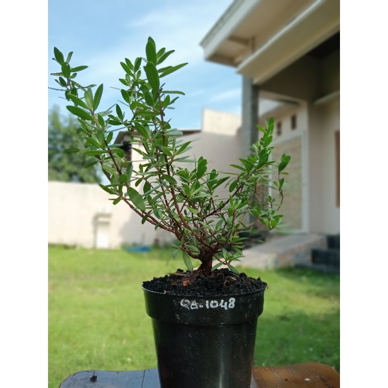 QA-1048, BAHAN BONSAI SANTIGI MAWAR SEMAI BIJI