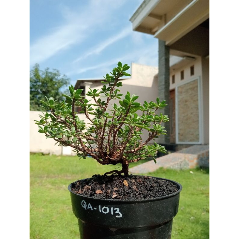 QA-1013, BIBIT BONSAI SANTIGI MAWAR SEMAI BIJI