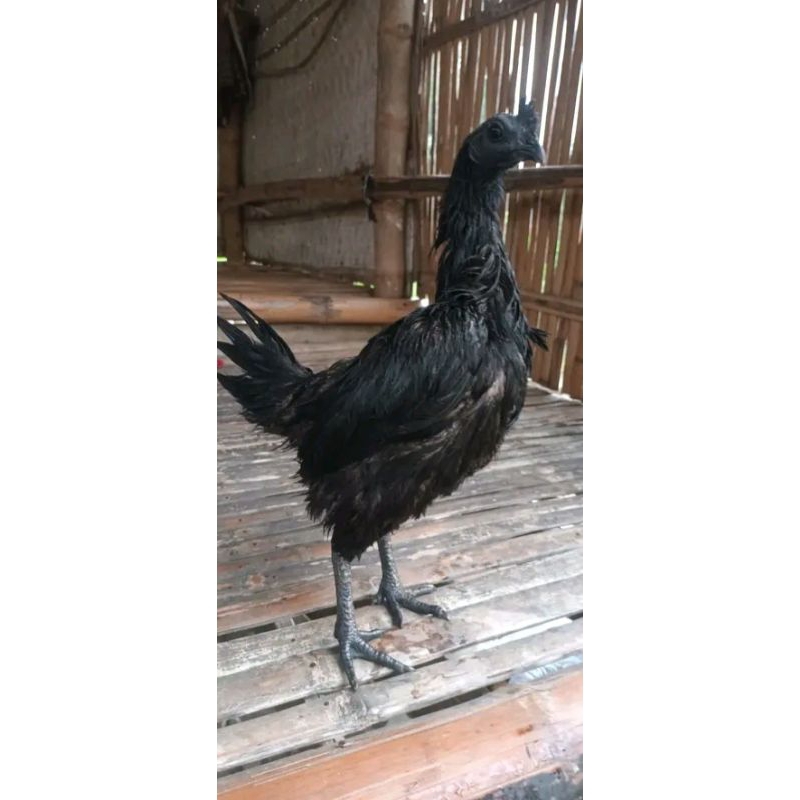 

telur fertil cemani darah hitam