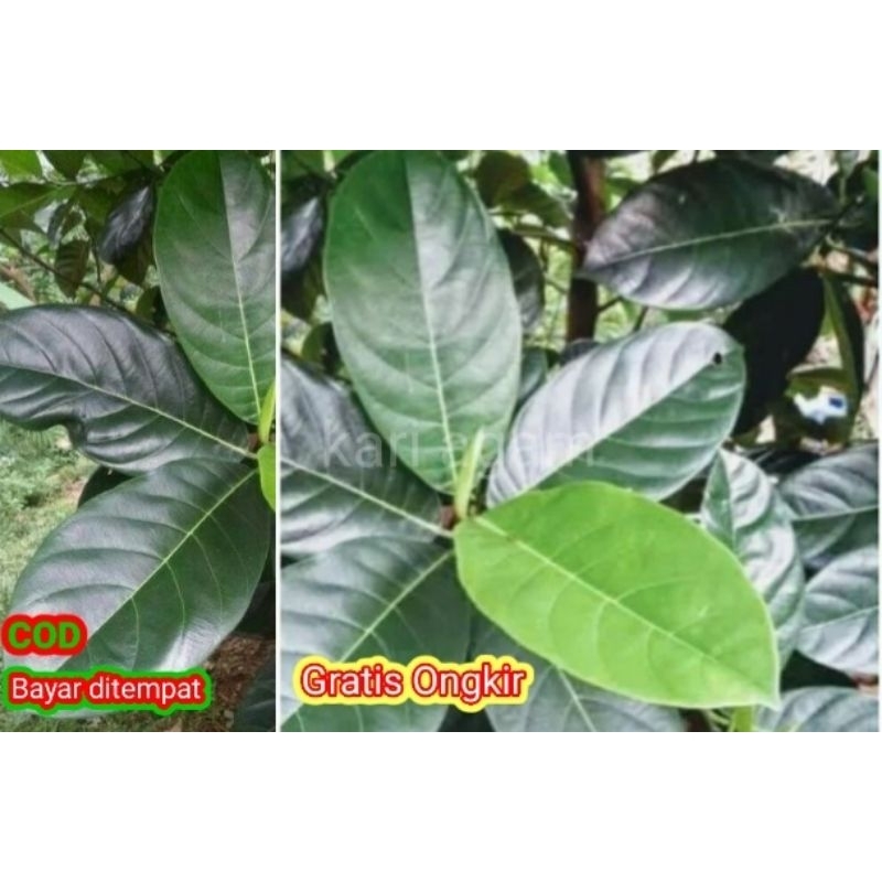 

Daun Nangka 10 Lembar Segar Petik Waktu Order