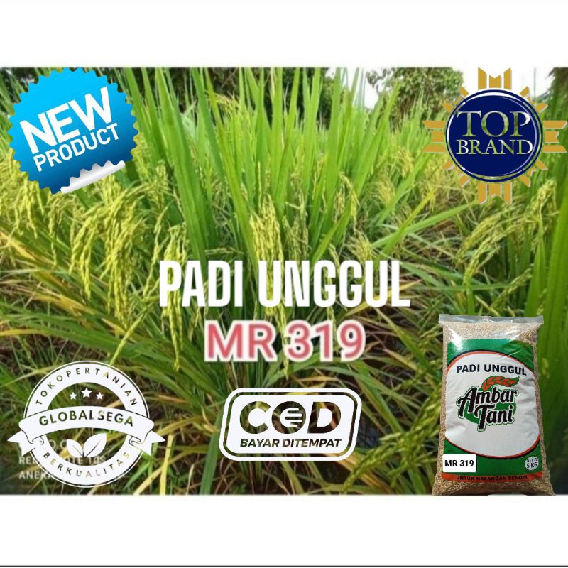 BIBIT PADI BENIH PADI MR319 KEMASAN 5KG