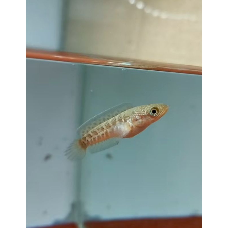 Baby auranti bakat gondrong size 3-4cm +daun ketapang