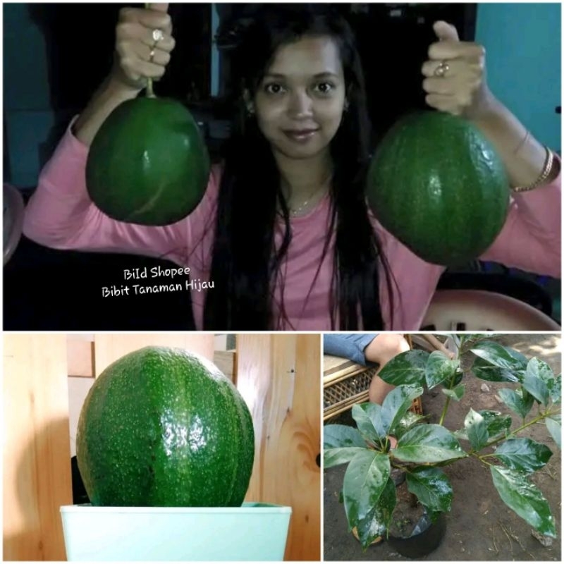 Bibit Alpukat Markus Jumbo