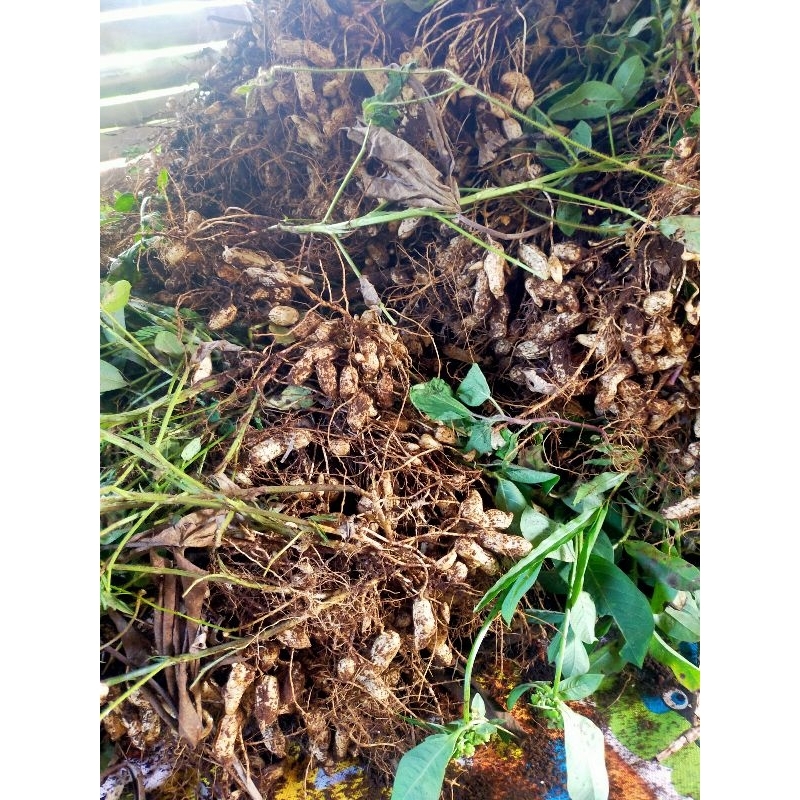 

Kacang Tanah Mentah Dadakan Murah/kacang tanah dadakan