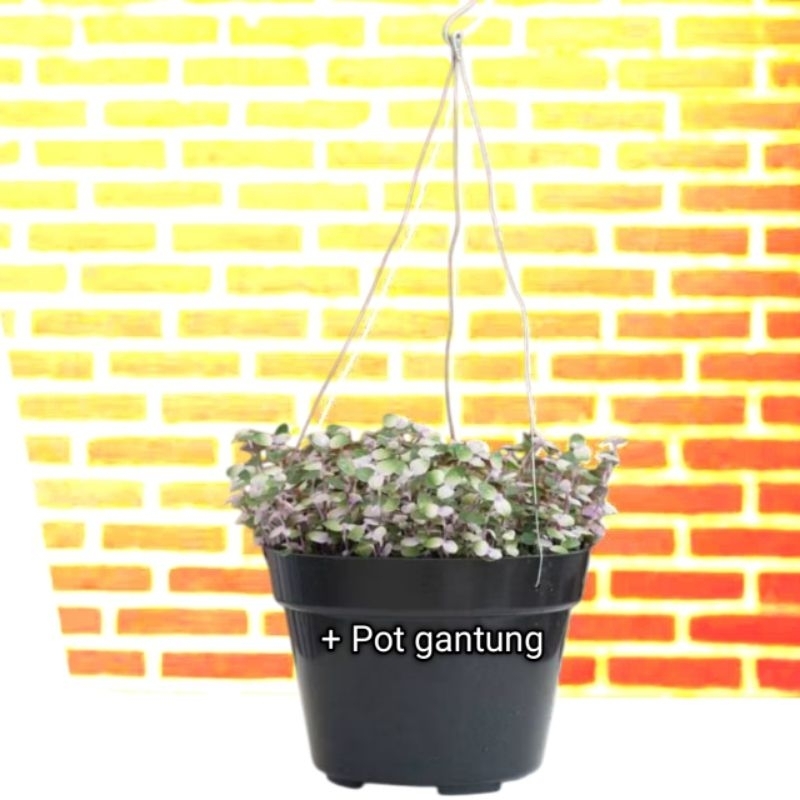 tanaman gantung tahan panas kribo varigata dengan pot Semarang Jawa Tengah Jateng terdekat