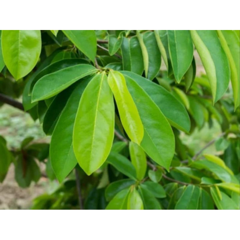 

daun sirsak segar 100lembar