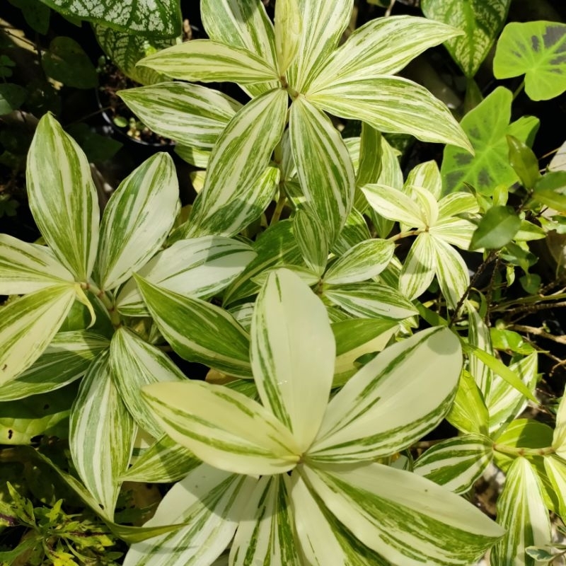 Jenis-jenis tanaman hias stek