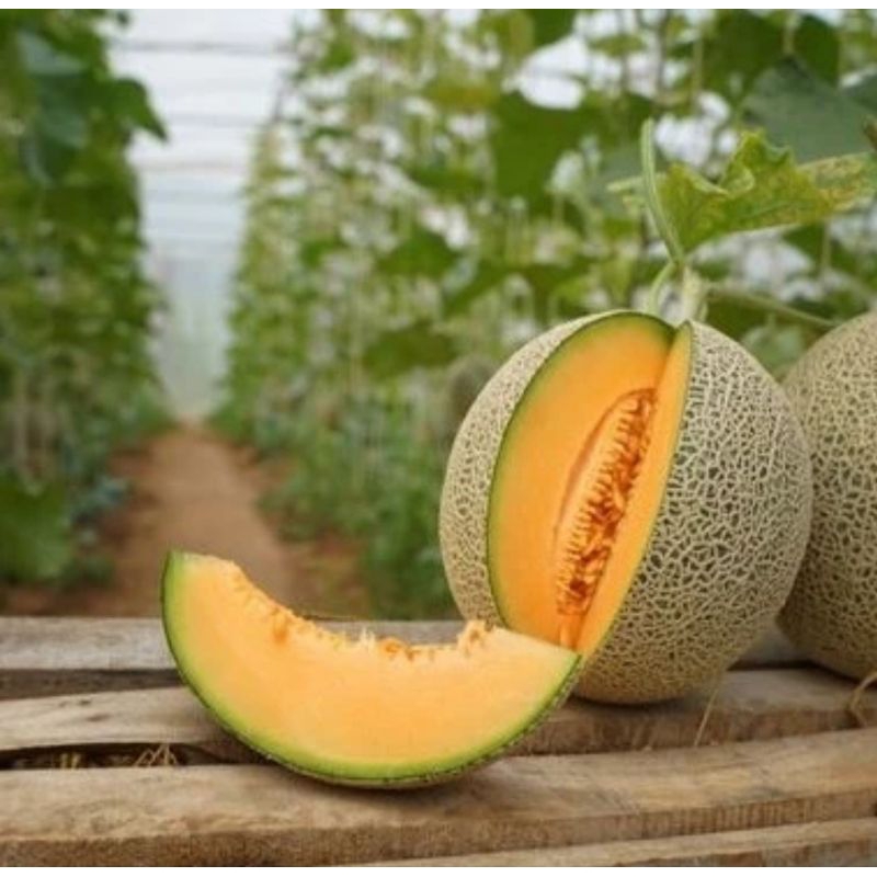40 Butir Benih Melon Madu Super Manis