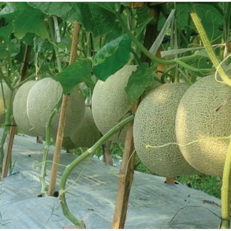 40 Benih Melon Madu Super Manis