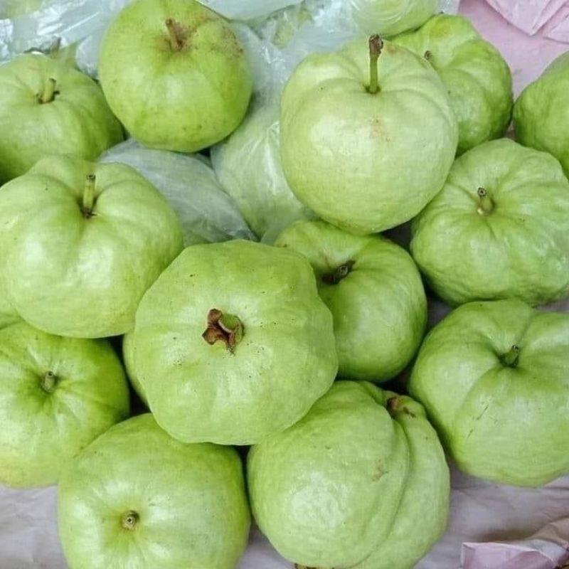 

paket jambu kristal 2kg