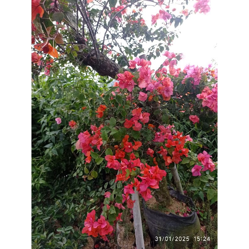 Bunga Bougenville / Bunga Kertas