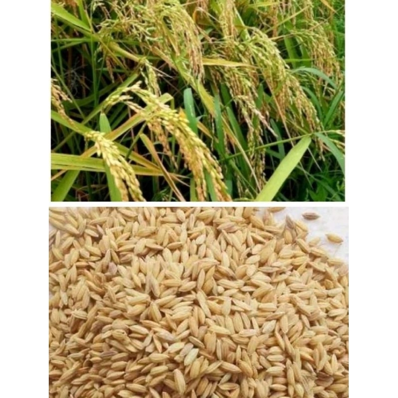 Teh_Teh Maniez 1Kg Benih Ketan Putih Grendel