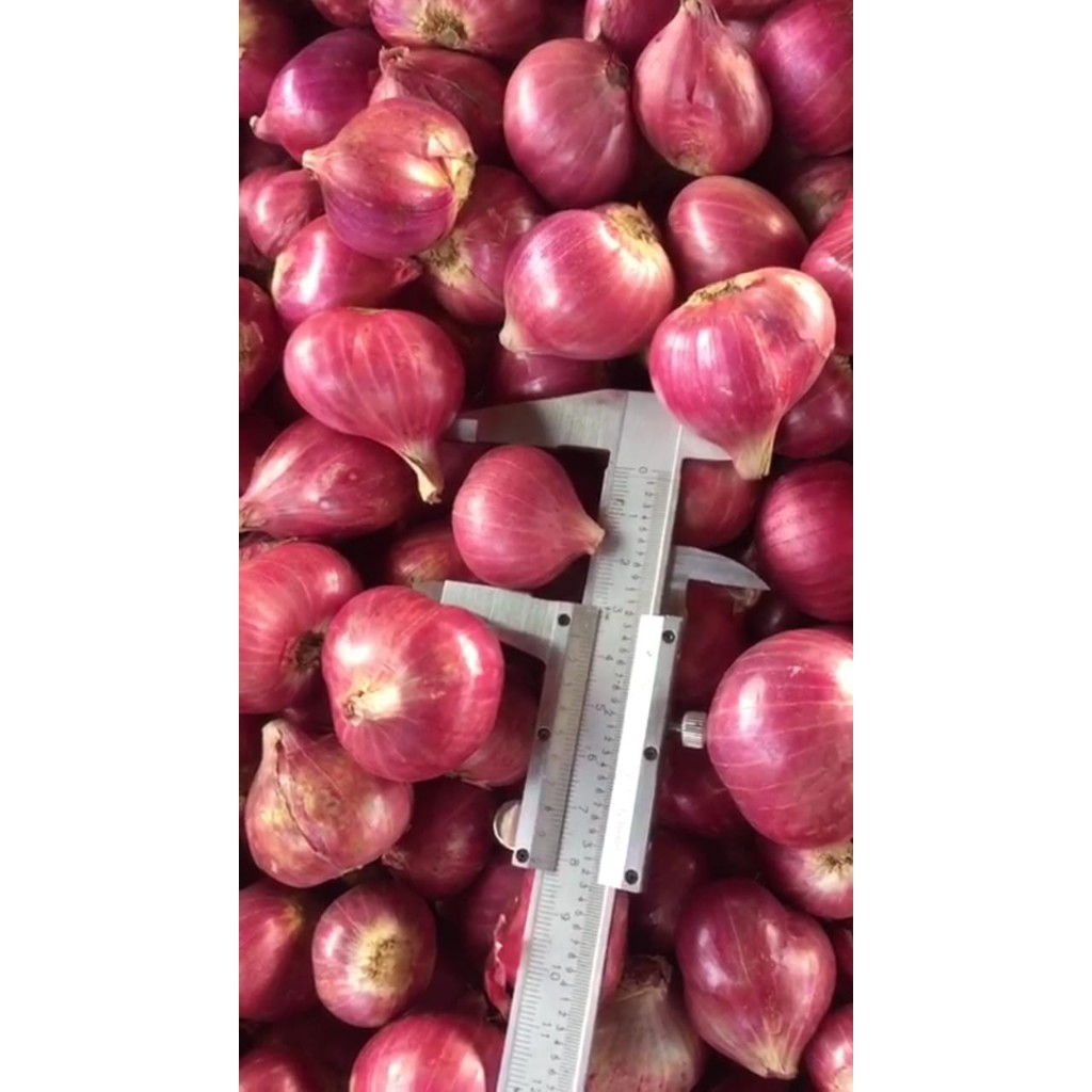 

BAWANG MERAH MURAH MERIAH TERLARIS 1KG