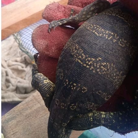 Varanus Salvator biawak air sehat dan jinak