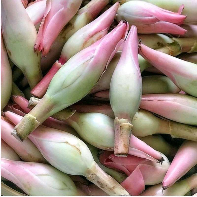 

Kecombrang/Honje/bumbu/rempah fresh 5pcs