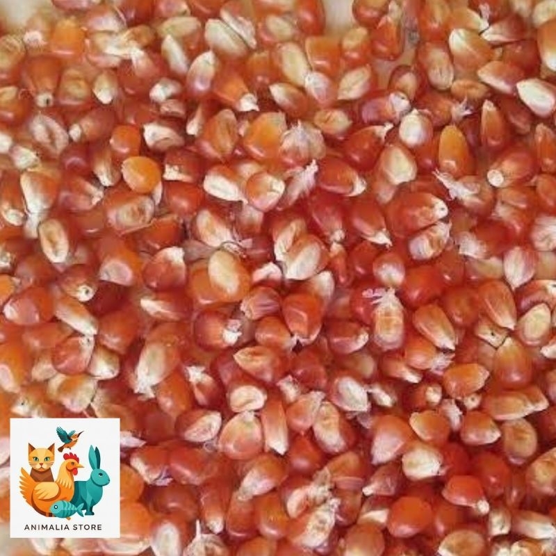 

Jagung Madura Kering Kemasan 1 Kg