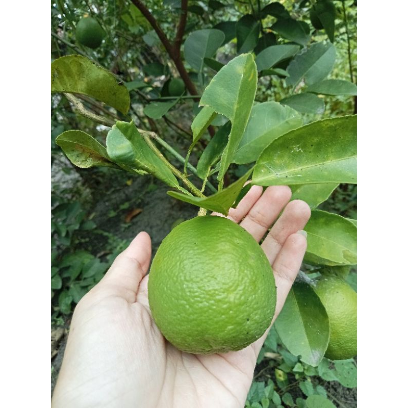 

1kg jeruk nipis / jeruk pecel segar