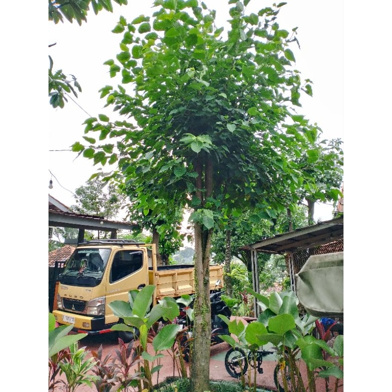 ficus religiosa (bodhi)