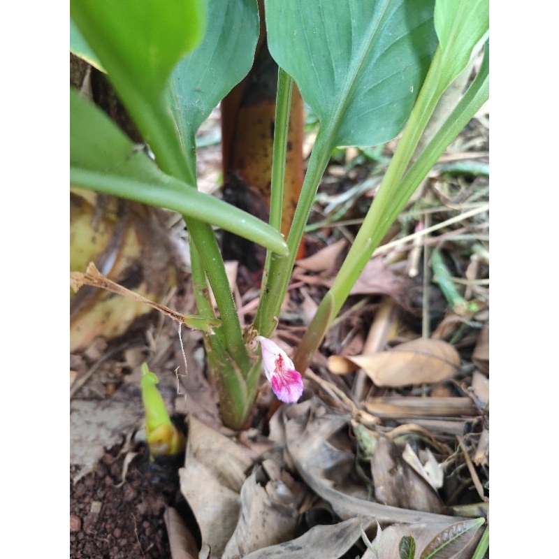 bibit pohon temu kunci herbal jamu