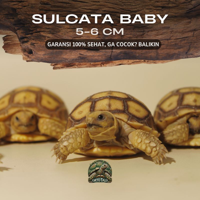 PELET SULCATA BABY 5-6CM SEHAT RAKUS GARANSI NO MINUS