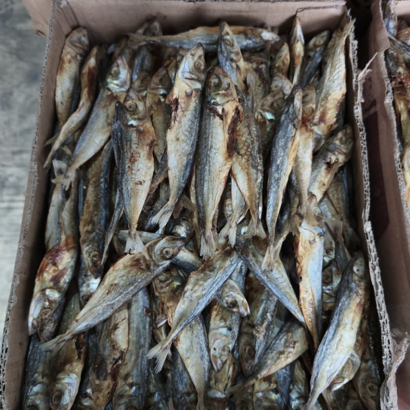 

IKAN KLOTOK TAWAR K2