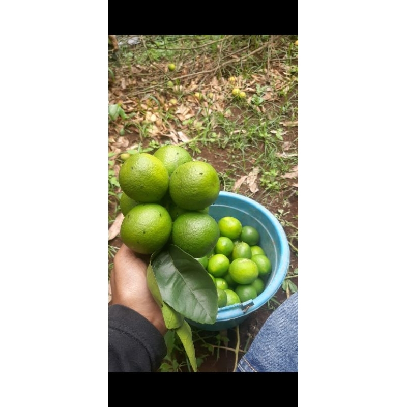 

Jeruk Nipis Segar 500gram