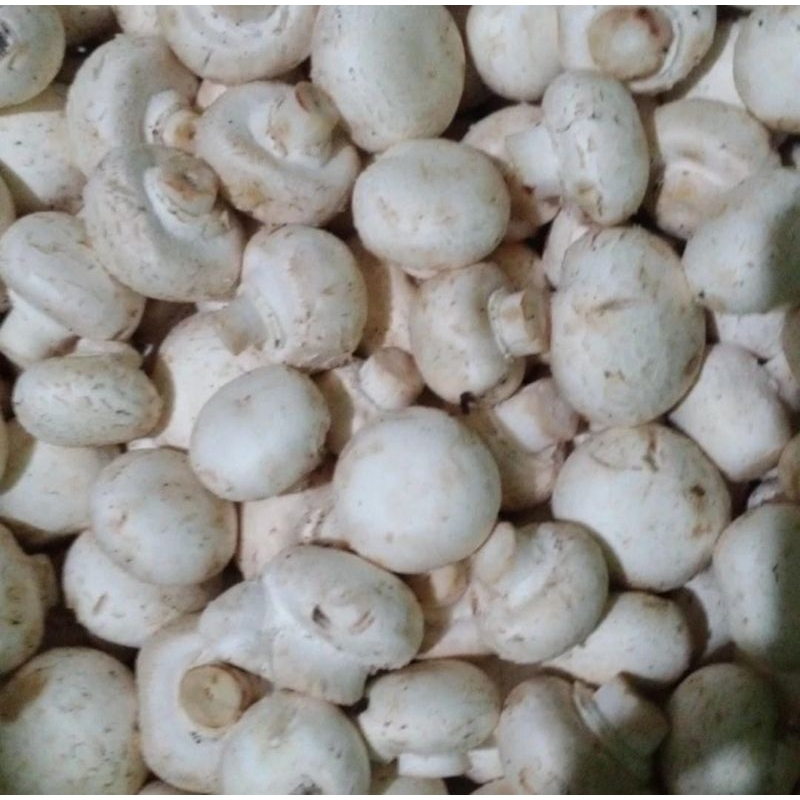 

jamur champignon