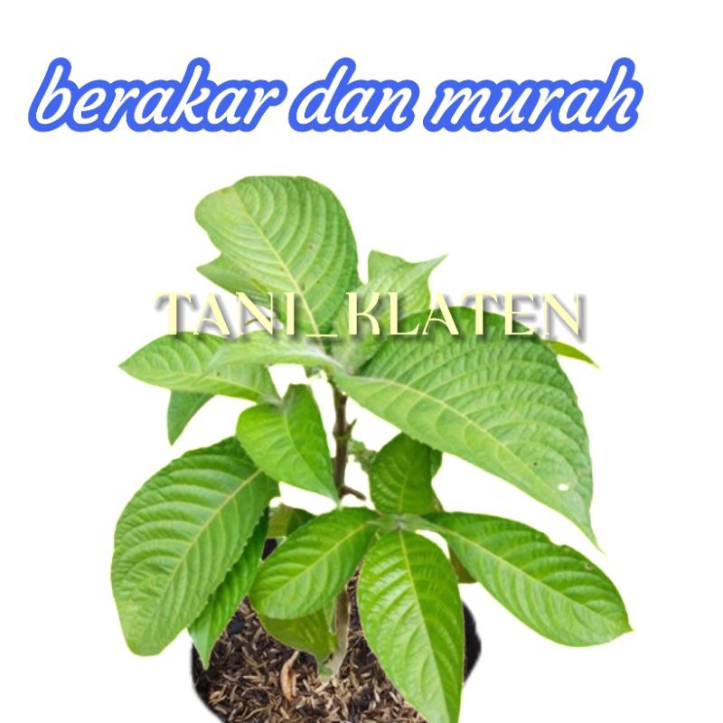 Bibit Trichantera Gigantea Hidup Pakan Ternak Ungulan