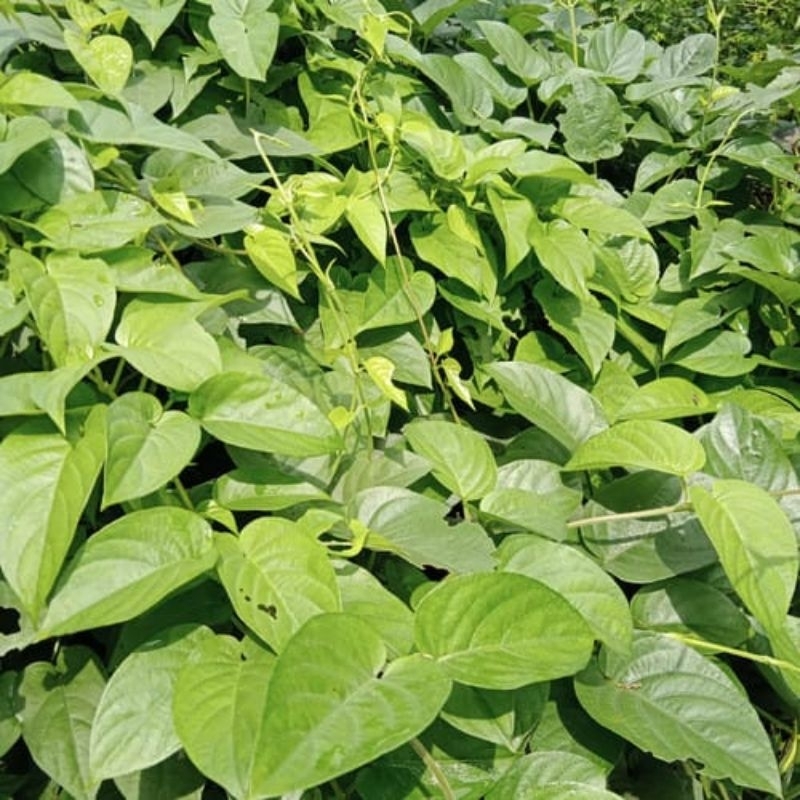 

250 gram daun sembukan,daun kentutan, tanaman herbal kentut, tanaman sembukan.(Paederia foetida)